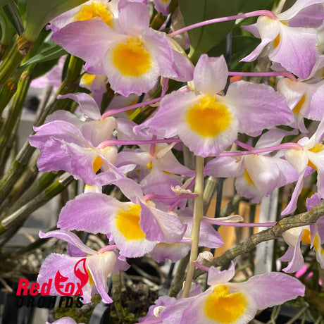 Dendrobium amabile hybrid