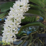 Rhynchostylis gigantea 'White'