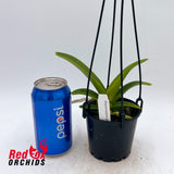 Rhynchostylis gigantea 'Blue'