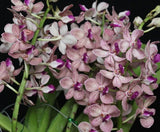 Rhynchostylis (gigantea 'Blue' x V. tessellata) x V. denisoniana