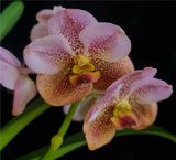 Vanda Taveesuksa x Tubtim Velvet