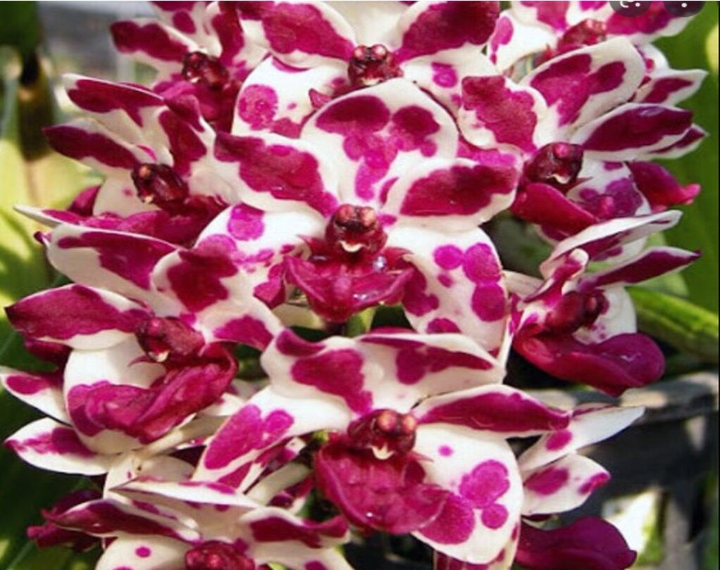 Rhynchostylis gigantea x sib ('Panda #3' x 'Panda #2')