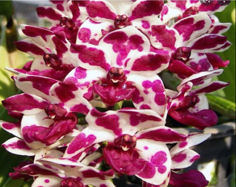 Rhynchostylis gigantea x sib ('Panda #3' x 'Panda #2')