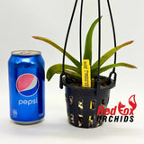 Rhynchostylis gigantea x sib ('Panda #3' x 'Panda #2')