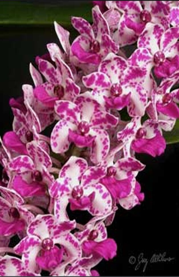 Rhynchostylis gigantea x sib ('Panda #3' x 'Panda #2')