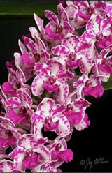Rhynchostylis gigantea x sib ('Panda #3' x 'Panda #2')
