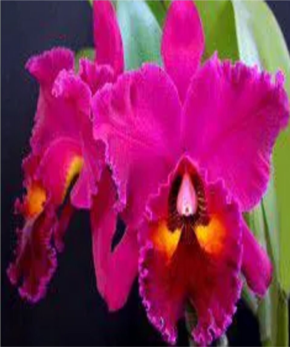 Rhyncholaeliocattleya Edisto  'Newberry'