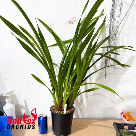 Cymbidium 'Retiro FC'