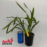 Cymbidium Abbigail