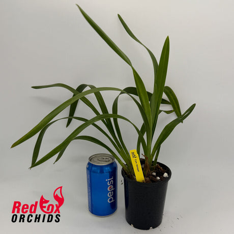 Cymbidium Abbigail