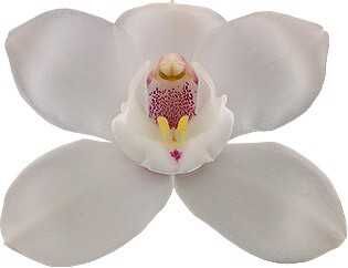 Cymbidium White Flame