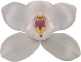 Cymbidium White Flame