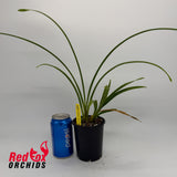 Cymbidium White Flame
