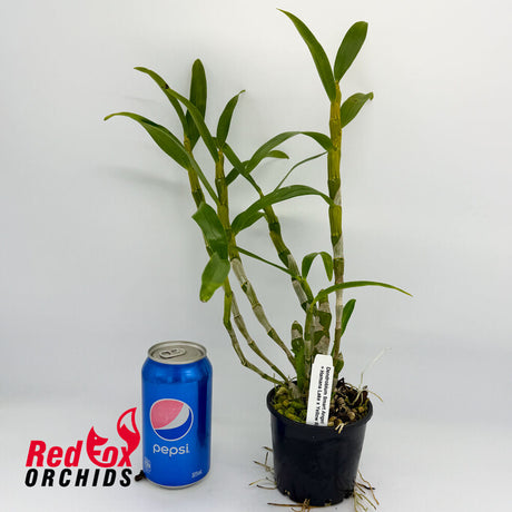 Dendrobium Smart Angel