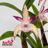 Dendrobium Snugglebear 'Michelle' x Jesmond Sparkler 'Greg Hall'