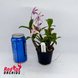 Dendrobium Snugglebear 'Michelle' x Jesmond Sparkler 'Greg Hall'