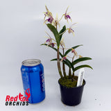 Dendrobium Memoria Alicia 'Kings Park' x Den Starsheen 'Botanic Fireworks'