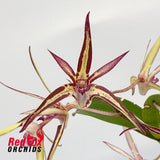Dendrobium (Rockstar x Jesmond Sparkler 'Greg Hall') x Australian Black & Green