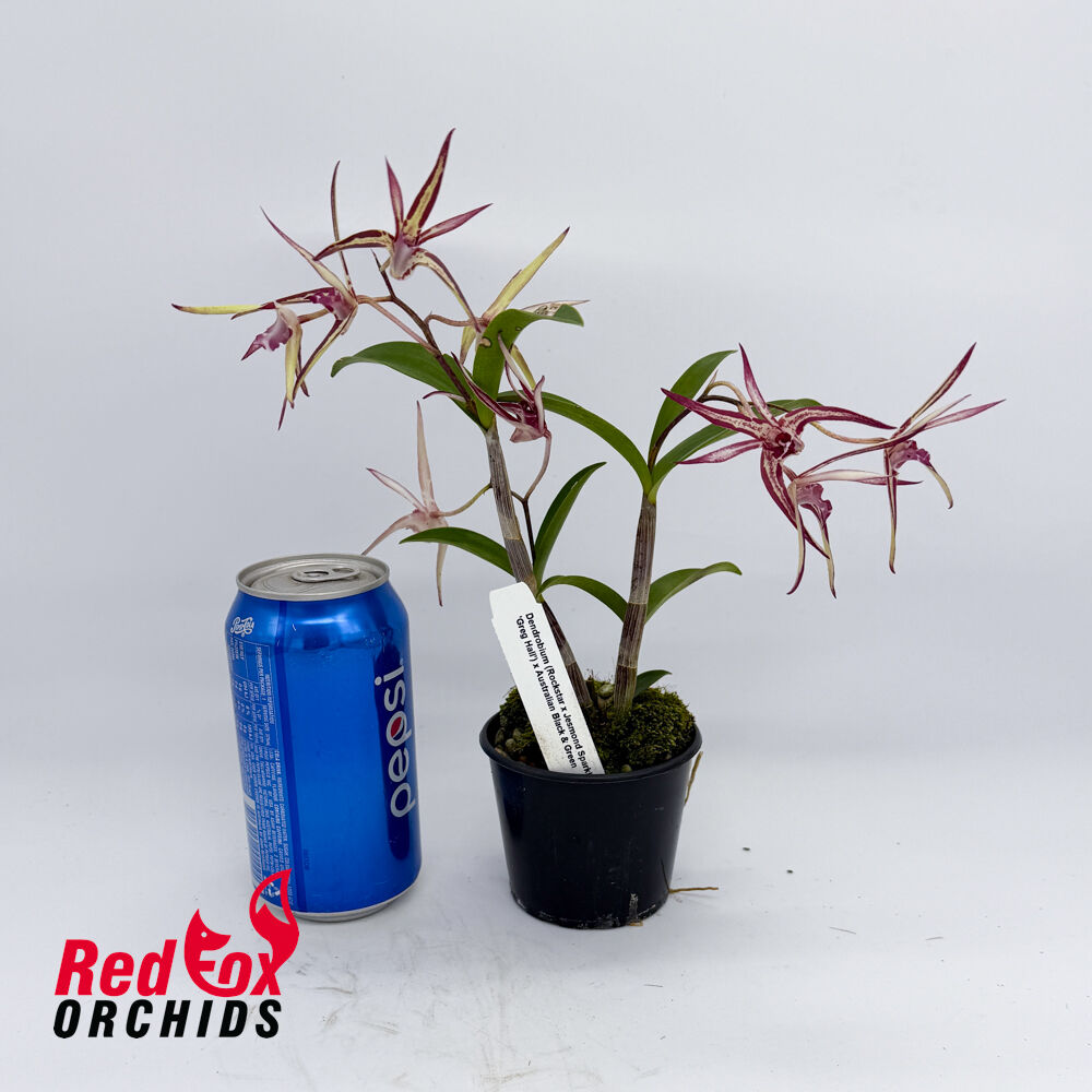 Dendrobium (Rockstar x Jesmond Sparkler 'Greg Hall') x Australian Black & Green