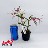 Dendrobium (Rockstar x Jesmond Sparkler 'Greg Hall') x Australian Black & Green