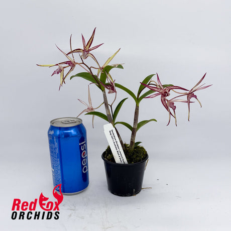 Dendrobium (Rockstar x Jesmond Sparkler 'Greg Hall') x Australian Black & Green