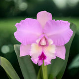 Cattleya Orchid - Rhyncholaeliocattleya Chief Pink 'Diana'