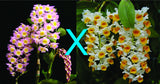 Dendrobium Marie Dalmeny