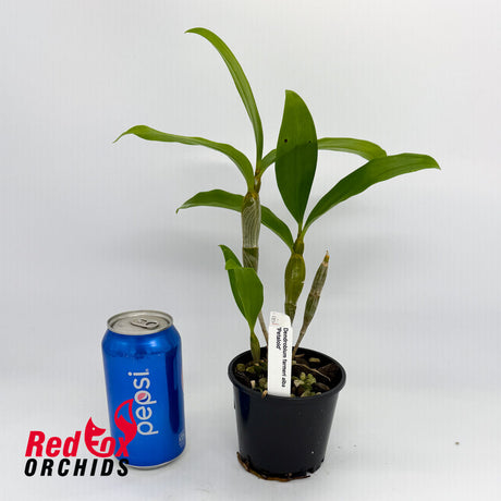 Dendrobium farmeri var. alba petaloid