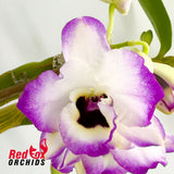 Dendrobium Lucky Bird 'Holiday'