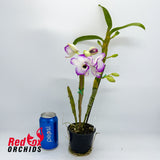 Dendrobium Lucky Bird 'Holiday'
