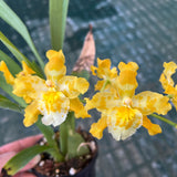 Oncidium 'Lemon Sorbet'