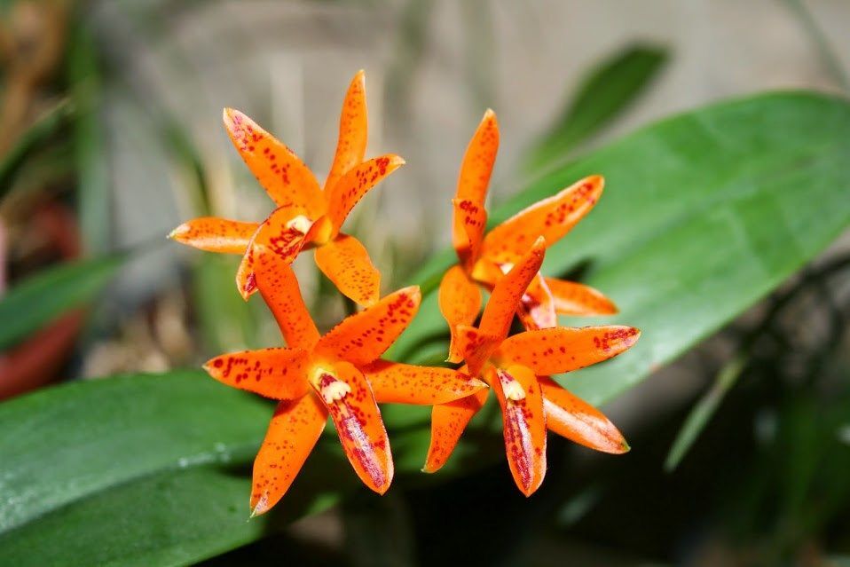 Guarianthe aurantiaca 'Mishima Spot' BM/JOGA x sib