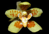 Chiloschista eckhardii