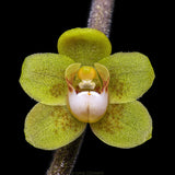 Chiloschista lindstroemii
