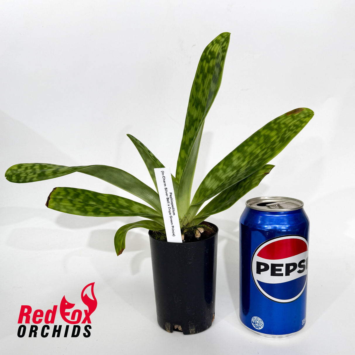 Paphiopedilum In-Charm Silver Bell x Doya Green Prince