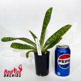 Paphiopedilum In-Charm Silver Bell x Doya Green Prince