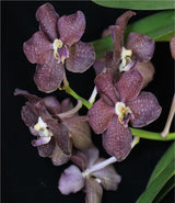 Papilionanda Batram