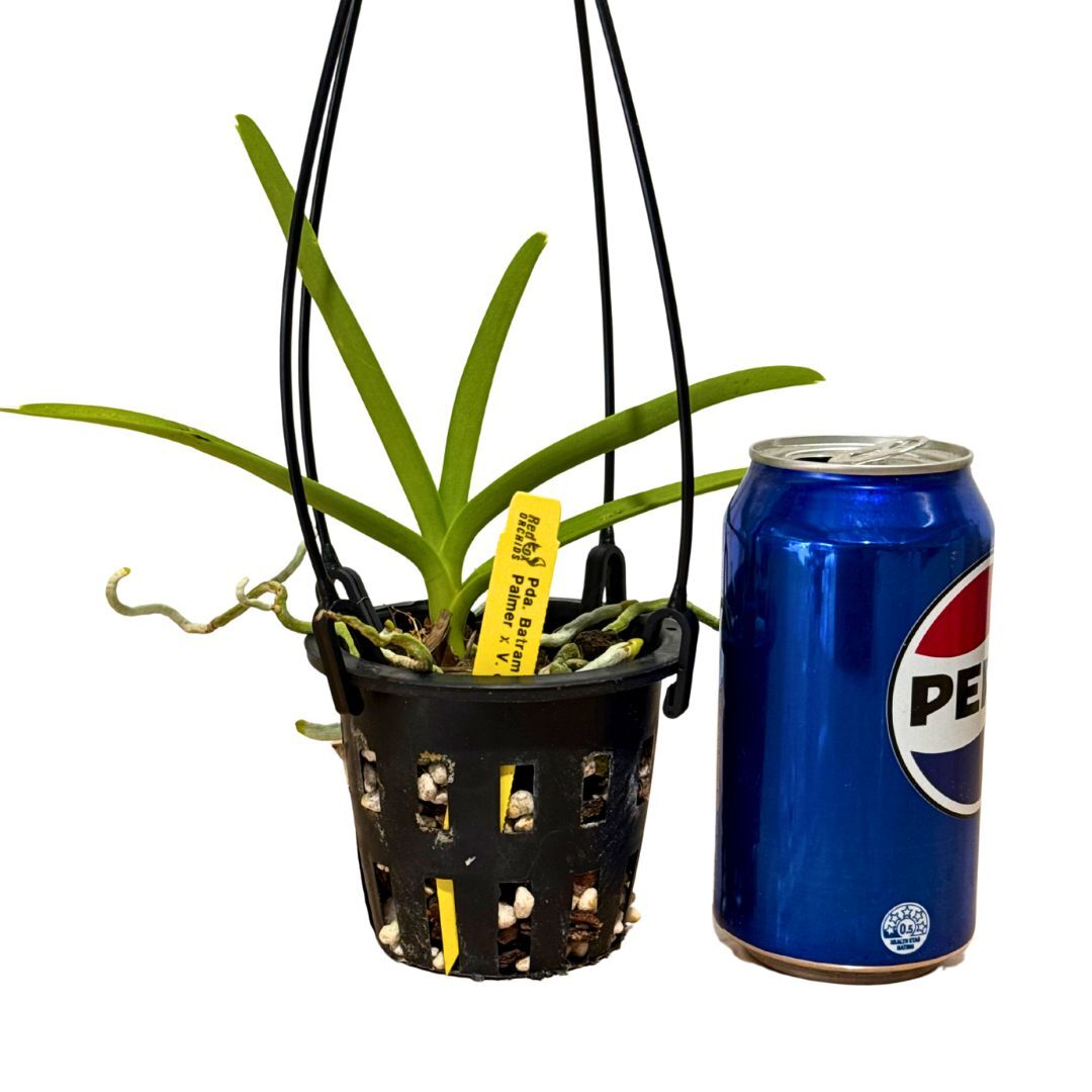 Papilionanda Batram