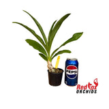 Catasetum Sheriff Frank Drew
