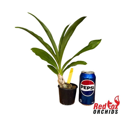 Catasetum Sheriff Frank Drew