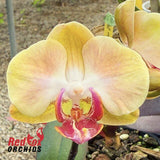 Phalaenopsis Honey Peach X Sin-Yaun Golden Beauty
