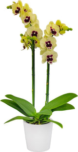 Phalaenopsis Talking Drum