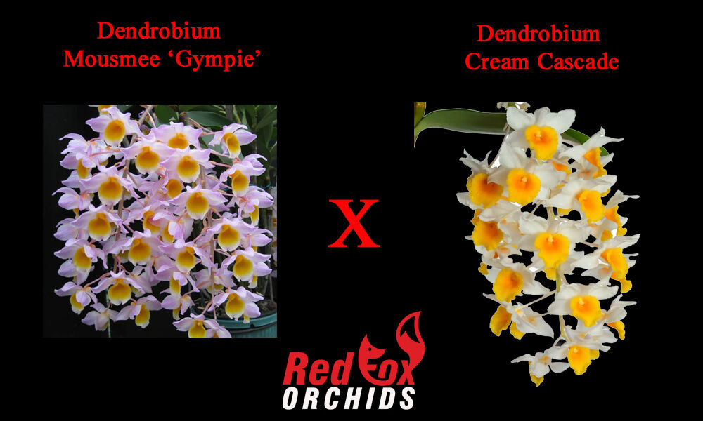 Dendrobium Mousmee 'Gympie' x Cream Cascade