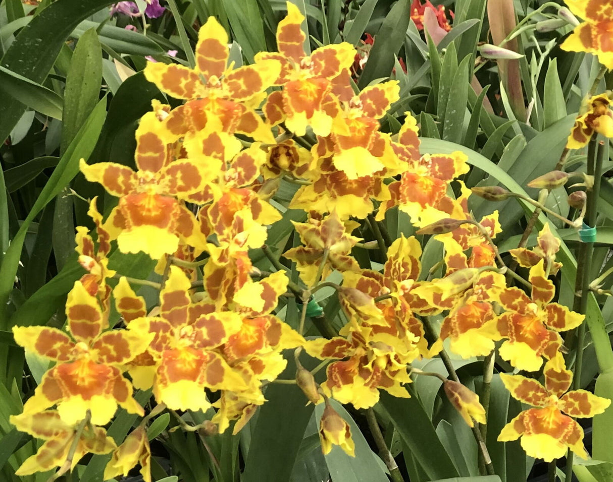 Wilsonara Jack McCully 'Yellow'