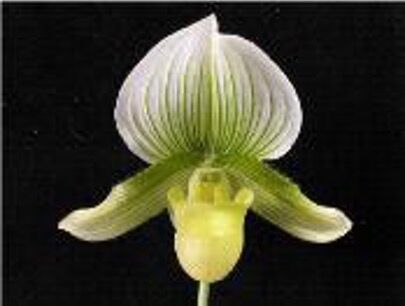 Paphiopedilum Doya Green Prince