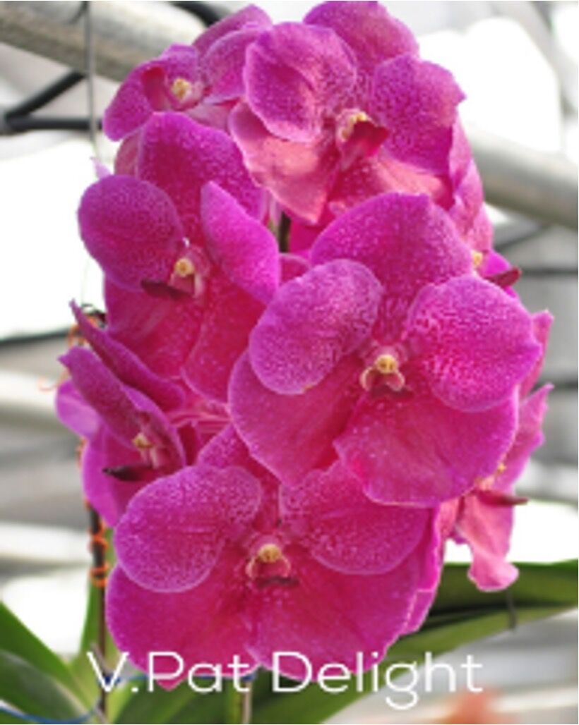 Vanda Pat Delight