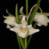 Dendrobium junceum Alba