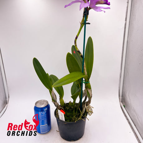 Schomburgkia superbiens x Brassolaeliocattleya Good News 'Burdekin'