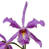 Cattleya maxima semi-alba 'Guido' 