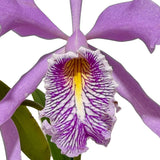 Cattleya maxima semi-alba 'Guido' Flower